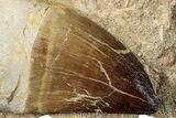 Rooted Mosasaur (Prognathodon) Tooth - Morocco #265850-1